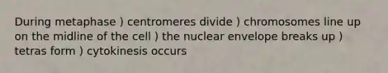 During metaphase ) centromeres divide ) chromosomes line up on the midline of the cell ) the nuclear envelope breaks up ) tetras form ) cytokinesis occurs