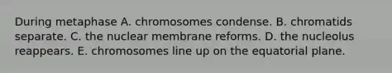 During metaphase A. chromosomes condense. B. chromatids separate. C. the nuclear membrane reforms. D. the nucleolus reappears. E. chromosomes line up on the equatorial plane.