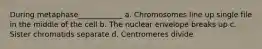 During metaphase____________ a. Chromosomes line up single file in the middle of the cell b. The nuclear envelope breaks up c. Sister chromatids separate d. Centromeres divide