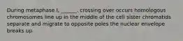 During metaphase I, ______. crossing over occurs homologous chromosomes line up in the middle of the cell sister chromatids separate and migrate to opposite poles the nuclear envelope breaks up