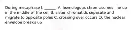 During metaphase I, ______. A. homologous chromosomes line up in the middle of the cell B. sister chromatids separate and migrate to opposite poles C. crossing over occurs D. the nuclear envelope breaks up