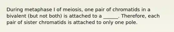 During metaphase I of meiosis, one pair of chromatids in a bivalent (but not both) is attached to a ______. Therefore, each pair of sister chromatids is attached to only one pole.