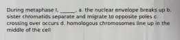 During metaphase I, ______. a. the nuclear envelope breaks up b. sister chromatids separate and migrate to opposite poles c. crossing over occurs d. homologous chromosomes line up in the middle of the cell