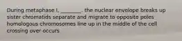 During metaphase I, ________. the nuclear envelope breaks up sister chromatids separate and migrate to opposite poles homologous chromosomes line up in the middle of the cell crossing over occurs