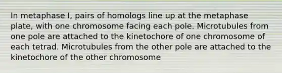 In metaphase I, pairs of homologs line up at the metaphase plate, with one chromosome facing each pole. Microtubules from one pole are attached to the kinetochore of one chromosome of each tetrad. Microtubules from the other pole are attached to the kinetochore of the other chromosome