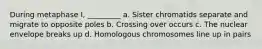 During metaphase I, _________ a. Sister chromatids separate and migrate to opposite poles b. Crossing over occurs c. The nuclear envelope breaks up d. Homologous chromosomes line up in pairs