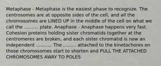 Metaphase - Metaphase is the easiest phase to recognize. The centrosomes are at opposite sides of the cell, and all the chromosomes are LINED UP in the middle of the cell on what we call the .......... plate. Anaphase - Anaphase happens very fast. Cohesion proteins holding sister chromatids together at the centromeres are broken, and each sister chromatid is now an independent ........... The ......... attached to the kinetochores on those chromosomes start to shorten and PULL THE ATTACHED CHROMOSOMES AWAY TO POLES