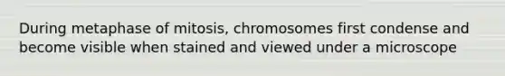 During metaphase of mitosis, chromosomes first condense and become visible when stained and viewed under a microscope