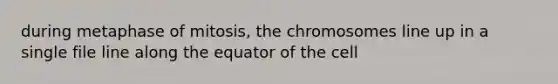 during metaphase of mitosis, the chromosomes line up in a single file line along the equator of the cell