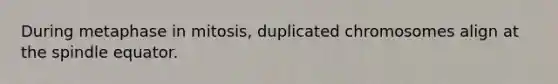 During metaphase in mitosis, duplicated chromosomes align at the spindle equator.