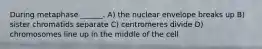 During metaphase ______. A) the nuclear envelope breaks up B) sister chromatids separate C) centromeres divide D) chromosomes line up in the middle of the cell