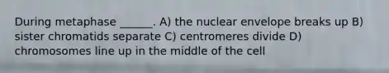 During metaphase ______. A) the nuclear envelope breaks up B) sister chromatids separate C) centromeres divide D) chromosomes line up in the middle of the cell