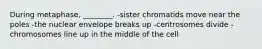 During metaphase, ________. -sister chromatids move near the poles -the nuclear envelope breaks up -centrosomes divide -chromosomes line up in the middle of the cell