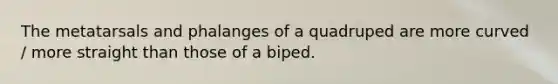 The metatarsals and phalanges of a quadruped are more curved / more straight than those of a biped.