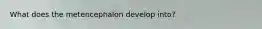 What does the metencephalon develop into?