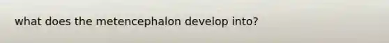 what does the metencephalon develop into?