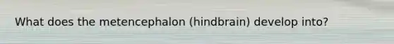 What does the metencephalon (hindbrain) develop into?