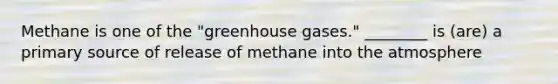 Methane is one of the "greenhouse gases." ________ is (are) a primary source of release of methane into the atmosphere