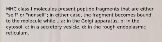 MHC class I molecules present peptide fragments that are either "self" or "nonself"; in either case, the fragment becomes bound to the molecule while... a: in the Golgi apparatus. b: in the cytosol. c: in a secretory vesicle. d: in the rough endoplasmic reticulum.