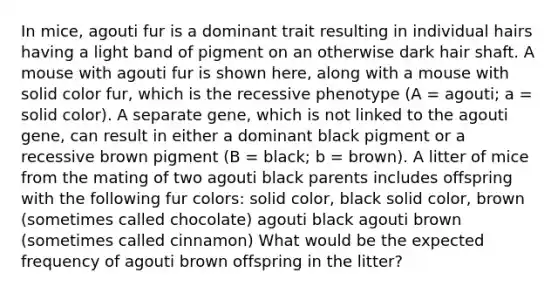 In mice, agouti fur is a dominant trait resulting in individual hairs having a light band of pigment on an otherwise dark hair shaft. A mouse with agouti fur is shown here, along with a mouse with solid color fur, which is the recessive phenotype (A = agouti; a = solid color). A separate gene, which is not linked to the agouti gene, can result in either a dominant black pigment or a recessive brown pigment (B = black; b = brown). A litter of mice from the mating of two agouti black parents includes offspring with the following fur colors: solid color, black solid color, brown (sometimes called chocolate) agouti black agouti brown (sometimes called cinnamon) What would be the expected frequency of agouti brown offspring in the litter?