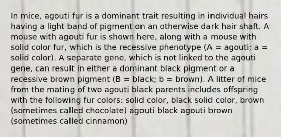 In mice, agouti fur is a dominant trait resulting in individual hairs having a light band of pigment on an otherwise dark hair shaft. A mouse with agouti fur is shown here, along with a mouse with solid color fur, which is the recessive phenotype (A = agouti; a = solid color). A separate gene, which is not linked to the agouti gene, can result in either a dominant black pigment or a recessive brown pigment (B = black; b = brown). A litter of mice from the mating of two agouti black parents includes offspring with the following fur colors: solid color, black solid color, brown (sometimes called chocolate) agouti black agouti brown (sometimes called cinnamon)