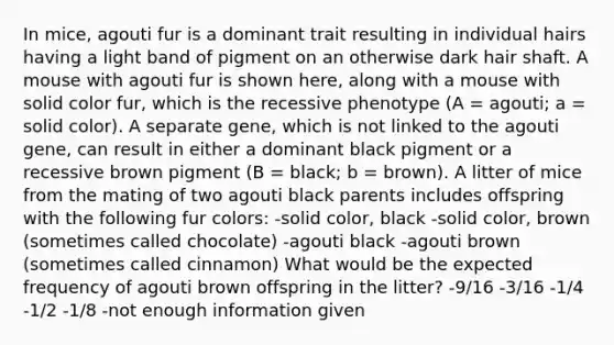 In mice, agouti fur is a dominant trait resulting in individual hairs having a light band of pigment on an otherwise dark hair shaft. A mouse with agouti fur is shown here, along with a mouse with solid color fur, which is the recessive phenotype (A = agouti; a = solid color). A separate gene, which is not linked to the agouti gene, can result in either a dominant black pigment or a recessive brown pigment (B = black; b = brown). A litter of mice from the mating of two agouti black parents includes offspring with the following fur colors: -solid color, black -solid color, brown (sometimes called chocolate) -agouti black -agouti brown (sometimes called cinnamon) What would be the expected frequency of agouti brown offspring in the litter? -9/16 -3/16 -1/4 -1/2 -1/8 -not enough information given