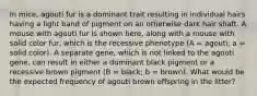 In mice, agouti fur is a dominant trait resulting in individual hairs having a light band of pigment on an otherwise dark hair shaft. A mouse with agouti fur is shown here, along with a mouse with solid color fur, which is the recessive phenotype (A = agouti; a = solid color). A separate gene, which is not linked to the agouti gene, can result in either a dominant black pigment or a recessive brown pigment (B = black; b = brown). What would be the expected frequency of agouti brown offspring in the litter?