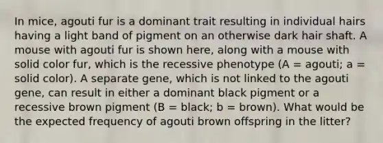 In mice, agouti fur is a dominant trait resulting in individual hairs having a light band of pigment on an otherwise dark hair shaft. A mouse with agouti fur is shown here, along with a mouse with solid color fur, which is the recessive phenotype (A = agouti; a = solid color). A separate gene, which is not linked to the agouti gene, can result in either a dominant black pigment or a recessive brown pigment (B = black; b = brown). What would be the expected frequency of agouti brown offspring in the litter?