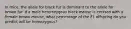 In mice, the allele for black fur is dominant to the allele for brown fur. If a male heterozygous black mouse is crossed with a female brown mouse, what percentage of the F1 offspring do you predict will be homozygous?