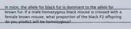 In mice, the allele for black fur is dominant to the allele for brown fur. If a male homozygous black mouse is crossed with a female brown mouse, what proportion of the black F2 offspring do you predict will be homozygous?