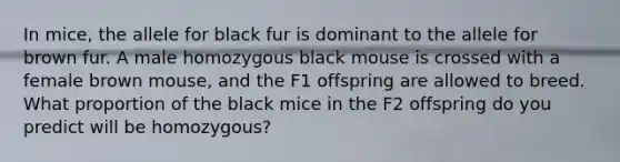 In mice, the allele for black fur is dominant to the allele for brown fur. A male homozygous black mouse is crossed with a female brown mouse, and the F1 offspring are allowed to breed. What proportion of the black mice in the F2 offspring do you predict will be homozygous?