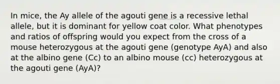 In mice, the Ay allele of the agouti gene is a recessive lethal allele, but it is dominant for yellow coat color. What phenotypes and ratios of offspring would you expect from the cross of a mouse heterozygous at the agouti gene (genotype AyA) and also at the albino gene (Cc) to an albino mouse (cc) heterozygous at the agouti gene (AyA)?