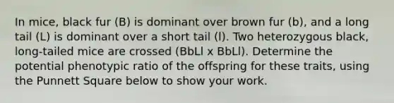 In mice, black fur (B) is dominant over brown fur (b), and a long tail (L) is dominant over a short tail (l). Two heterozygous black, long-tailed mice are crossed (BbLl x BbLl). Determine the potential phenotypic ratio of the offspring for these traits, using the Punnett Square below to show your work.