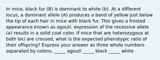 In mice, black fur (B) is dominant to white (b). At a different locus, a dominant allele (A) produces a band of yellow just below the tip of each hair in mice with black fur. This gives a frosted appearance known as agouti. expression of the recessive allele (a) results in a solid coat color. If mice that are heterozygous at both loci are crossed, what is the expected phenotypic ratio of their offspring? Express your answer as three whole numbers separated by colons. _____ agouti _____ black _____ white