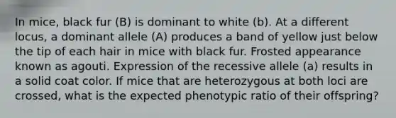 In mice, black fur (B) is dominant to white (b). At a different locus, a dominant allele (A) produces a band of yellow just below the tip of each hair in mice with black fur. Frosted appearance known as agouti. Expression of the recessive allele (a) results in a solid coat color. If mice that are heterozygous at both loci are crossed, what is the expected phenotypic ratio of their offspring?