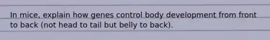 In mice, explain how genes control body development from front to back (not head to tail but belly to back).