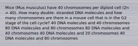 Mice (Mus musculus) have 40 chromosomes per diploid cell (2n = 40). How many double- stranded DNA molecules and how many chromosomes are there in a mouse cell that is in the G2 stage of the cell cycle? 40 DNA molecules and 40 chromosomes 80 DNA molecules and 80 chromosomes 80 DNA molecules and 40 chromosomes 40 DNA molecules and 20 chromosomes 40 DNA molecules and 80 chromosomes