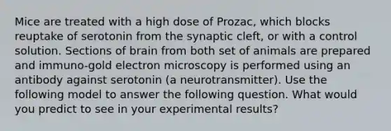 Mice are treated with a high dose of Prozac, which blocks reuptake of serotonin from the synaptic cleft, or with a control solution. Sections of brain from both set of animals are prepared and immuno-gold electron microscopy is performed using an antibody against serotonin (a neurotransmitter). Use the following model to answer the following question. What would you predict to see in your experimental results?