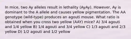 In mice, two Ay alleles result in lethality (AyAy). However, Ay is dominant to the A allele and causes yellow pigmentation. The AA genotype (wild-type) produces an agouti mouse. What ratio is obtained when you cross two yellow (AAY) mice? A) 3/4 agouti and 1/4 yellow B) 1/4 agouti and 3/4 yellow C) 1/3 agouti and 2/3 yellow D) 1/2 agouti and 1/2 yellow