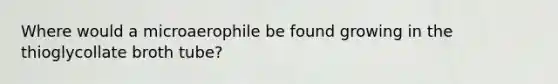 Where would a microaerophile be found growing in the thioglycollate broth tube?
