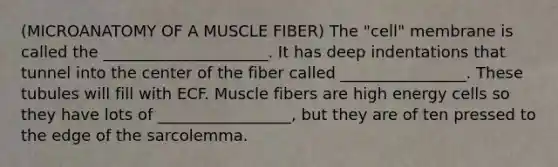 (MICROANATOMY OF A MUSCLE FIBER) The "cell" membrane is called the _____________________. It has deep indentations that tunnel into the center of the fiber called ________________. These tubules will fill with ECF. Muscle fibers are high energy cells so they have lots of _________________, but they are of ten pressed to the edge of the sarcolemma.