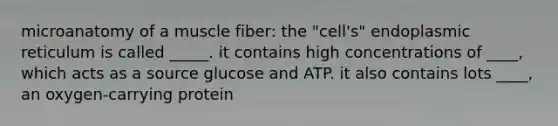 microanatomy of a muscle fiber: the "cell's" endoplasmic reticulum is called _____. it contains high concentrations of ____, which acts as a source glucose and ATP. it also contains lots ____, an oxygen-carrying protein