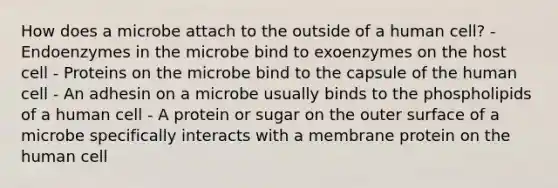 How does a microbe attach to the outside of a human cell? - Endoenzymes in the microbe bind to exoenzymes on the host cell - Proteins on the microbe bind to the capsule of the human cell - An adhesin on a microbe usually binds to the phospholipids of a human cell - A protein or sugar on the outer surface of a microbe specifically interacts with a membrane protein on the human cell