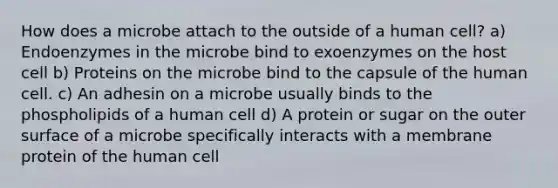 How does a microbe attach to the outside of a human cell? a) Endoenzymes in the microbe bind to exoenzymes on the host cell b) Proteins on the microbe bind to the capsule of the human cell. c) An adhesin on a microbe usually binds to the phospholipids of a human cell d) A protein or sugar on the outer surface of a microbe specifically interacts with a membrane protein of the human cell