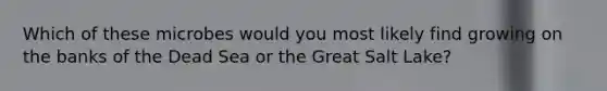 Which of these microbes would you most likely find growing on the banks of the Dead Sea or the Great Salt Lake?