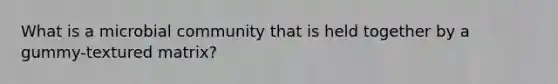 What is a microbial community that is held together by a gummy-textured matrix?