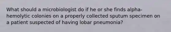 What should a microbiologist do if he or she finds alpha-hemolytic colonies on a properly collected sputum specimen on a patient suspected of having lobar pneumonia?