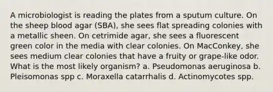 A microbiologist is reading the plates from a sputum culture. On the sheep blood agar (SBA), she sees flat spreading colonies with a metallic sheen. On cetrimide agar, she sees a fluorescent green color in the media with clear colonies. On MacConkey, she sees medium clear colonies that have a fruity or grape-like odor. What is the most likely organism? a. Pseudomonas aeruginosa b. Pleisomonas spp c. Moraxella catarrhalis d. Actinomycotes spp.