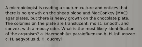 A microbiologist is reading a sputum culture and notices that there is no growth on the sheep blood and MacConkey (MAC) agar plates, but there is heavy growth on the chocolate plate. The colonies on the plate are translucent, moist, smooth, and convex, with a mousy odor. What is the most likely identification of the organism? a. Haemophilus parainfluenzae b. H. influenzae c. H. aegyptius d. H. ducreyi