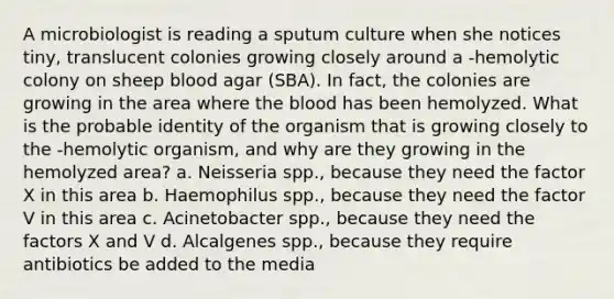 A microbiologist is reading a sputum culture when she notices tiny, translucent colonies growing closely around a -hemolytic colony on sheep blood agar (SBA). In fact, the colonies are growing in the area where <a href='https://www.questionai.com/knowledge/k7oXMfj7lk-the-blood' class='anchor-knowledge'>the blood</a> has been hemolyzed. What is the probable identity of the organism that is growing closely to the -hemolytic organism, and why are they growing in the hemolyzed area? a. Neisseria spp., because they need the factor X in this area b. Haemophilus spp., because they need the factor V in this area c. Acinetobacter spp., because they need the factors X and V d. Alcalgenes spp., because they require antibiotics be added to the media